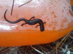 Chiropterotriton orculus