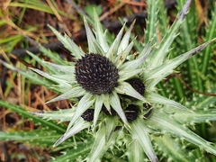 Eryngium proteiflorum