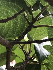 Ficus variegata