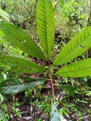 Chrysophyllum