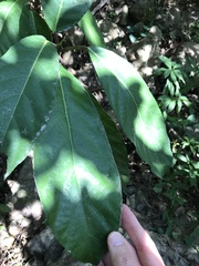 Ficus fistulosa