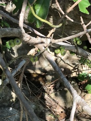 Ficus fistulosa