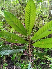 Chrysophyllum