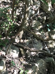 Ficus fistulosa