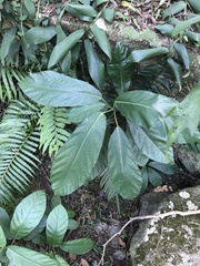 Ficus fistulosa