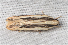 Ardozyga chionoprora