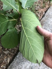 Ficus variegata