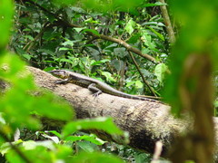 Tupinambis teguixin