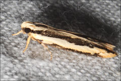 Ardozyga chionoprora
