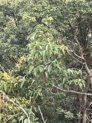 Ficus variegata