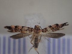 Macrobathra rubicundella