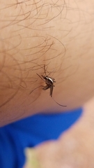 Aedes atlanticus