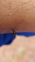 Aedes atlanticus