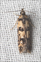 Hemiarcha thermochroa