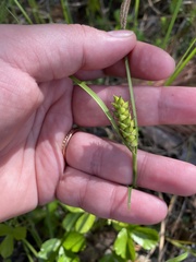 Carex striata