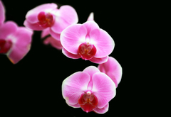 Phalaenopsis