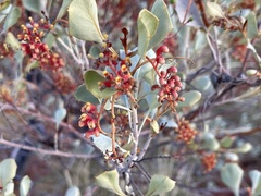 Grevillea wickhamii