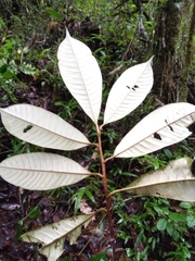 Chrysophyllum