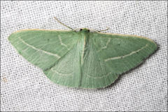 Chlorocoma stereota