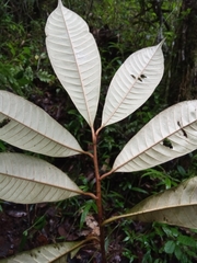 Chrysophyllum