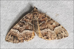 Chrysolarentia lucidulata