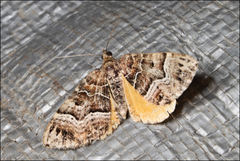 Chrysolarentia lucidulata