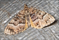Chrysolarentia lucidulata