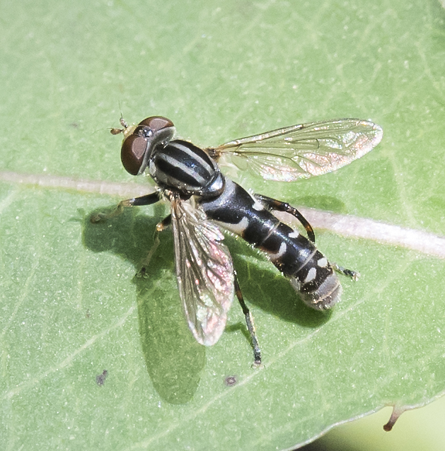 Anasimyia from Kent County, MD, USA on June 02, 2021 at 0400 PM by