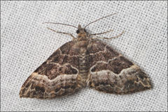 Chrysolarentia lucidulata