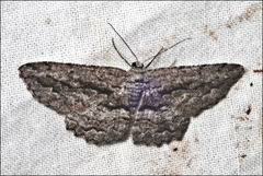Boarmia phloeopa