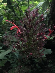 Stenostephanus