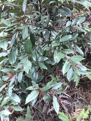 Syzygium levinei