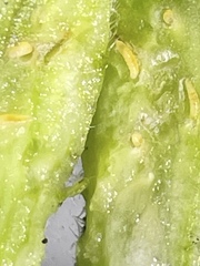 Neolasioptera erigerontis