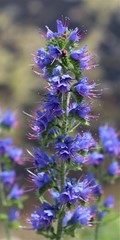 Echium vulgare