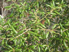 Quercus geminata image