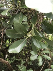 Litsea glutinosa