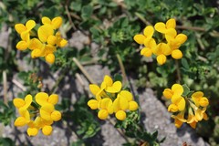 Lotus corniculatus