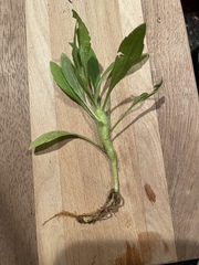 Neolasioptera erigerontis