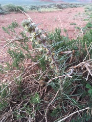 Ipomopsis spicata spicata