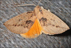 Mnesampela heliochrysa