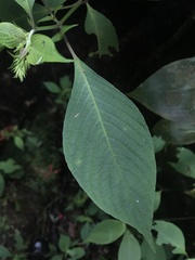 Stenostephanus