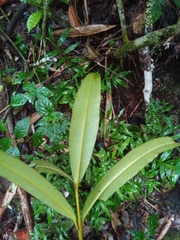Calophyllum