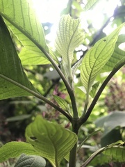 Stenostephanus