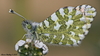 Desert Orangetip - Photo (c) Nature Ali, some rights reserved (CC BY-NC-ND), uploaded by Nature Ali