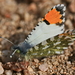 Mariposa Puntas Naranja del Desierto - Photo (c) Nature Ali, algunos derechos reservados (CC BY-NC-ND), uploaded by Nature Ali