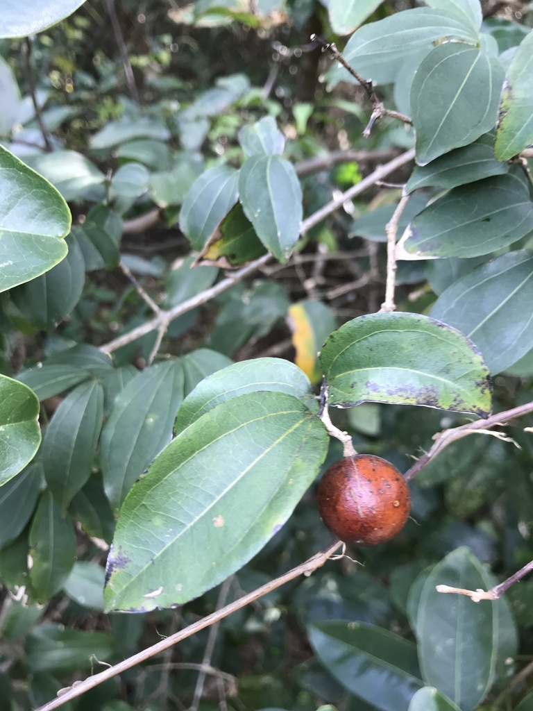Narrow-flowered Poison-nut