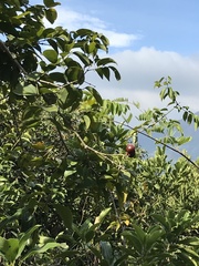 Strychnos angustiflora