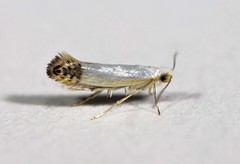 Argyresthia apicimaculella