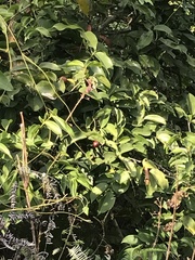 Strychnos angustiflora