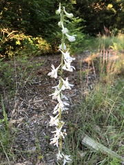 Delphinium carolinianum virescens